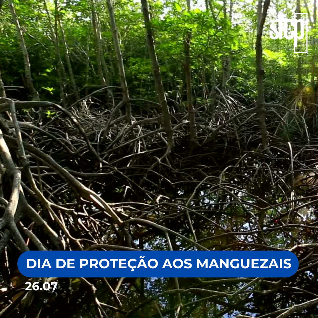 Dia Mundial De Prote O Aos Manguezais Stcp