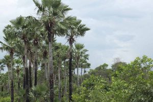 STCP ELABORA O PLANO DE AUDIÊNCIA PÚBLICA DO EIA/RIMA DE PROJETO FLORESTAL E AGRÍCOLA NO ESTADO DO PIAU