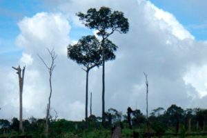 LEVANTAMENTO DE DADOS PARA INVENTÁRIO FLORESTAL NACIONAL NO ESTADO DE RONDÔNIA