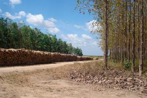 REFORMULAÇÃO DA POLÍTICA ESTADUAL DE FLORESTAS E ELABORAÇÃO DO PLANO ESTADUAL DE FLORESTAS NO ESTADO DO TOCANTINS