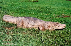 1º CONGRESSO BRASILEIRO DE CROCODILIANOS