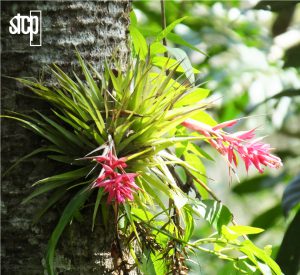 ESTUDOS DE FLORA | PROJETO CONEXÃO MATA ATLÂNTICA