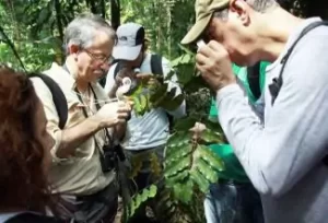 A STCP PARTICIPA DA COLETA DE NOVA ESPÉCIE ARBÓREA NA AMAZÔNIA, DURANTE INVENTÁRIO FLORESTAL REALIZADO PARA O SERVIÇO FLORESTAL BRASILEIRO, NO ESTADO DE RONDÔNIA Especialistas acreditam ter encontrado nova espécie de planta na Amazônia