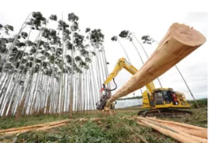 ESTUDO E RELATÓRIO DE IMPACTO AMBIENTAL (EIA/RIMA) DA ÁREA DESTINADA À IMPLANTAÇÃO DO PROJETO FLORESTAL DA SUZANO NO ESTADO DO PIAUÍ