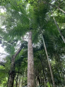 PLANO MANEJO PARQUE ESTADUAL CAMPOS ALTOS, MINAS GERAIS